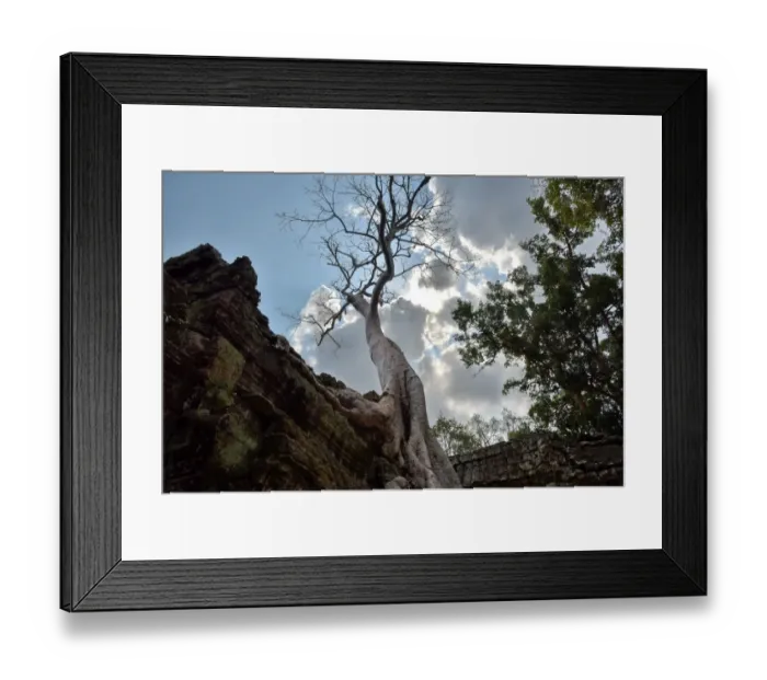 Framed Print : Trees entwine Ta Prohm temple Angkor Cambodia Framed Print : Trees entwine Ta Prohm temple Angkor Cambodia