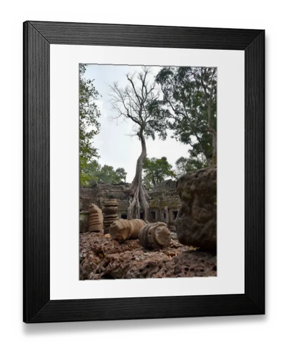 Framed Print : Roots of trees Ta Prohm temple Angkor Cambodia Framed Print : Roots of trees Ta Prohm temple Angkor Cambodia