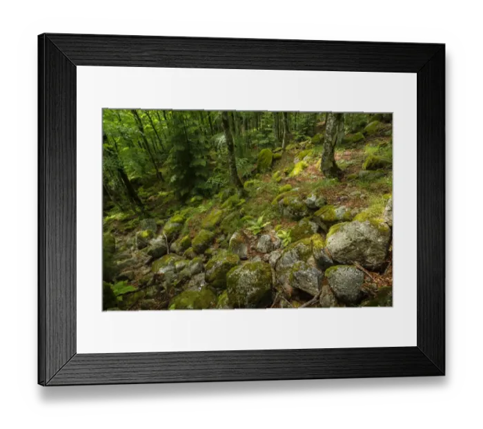 Framed Print : The forest near col du Minier, National Park of Cevennes, Gard, France Framed Print : The forest near col du Minier, National Park of Cevennes, Gard, France