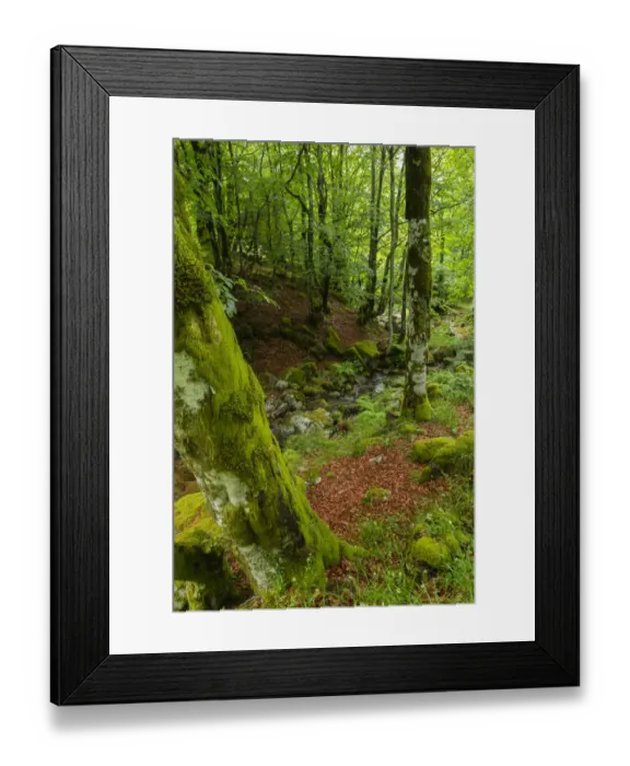 Framed Print : The forest near col du Minier, National Park of Cevennes, Gard, France Framed Print : The forest near col du Minier, National Park of Cevennes, Gard, France