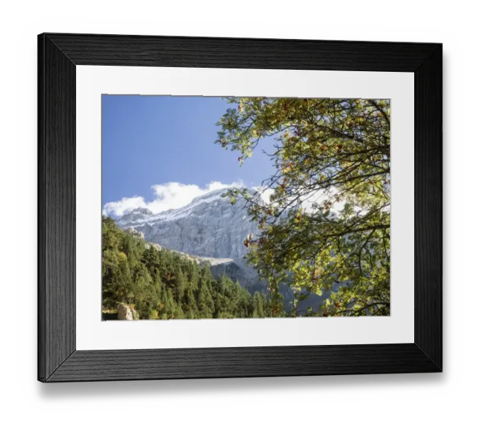 Framed Print : Tree of leaf expires in autumn in a valley with rocky covered with snow mountains with a blue sky Framed Print : Tree of leaf expires in autumn in a valley with rocky covered with snow mountains with a blue sky