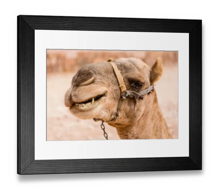 Framed Print : Jordanian Bedouin Camels Framed Print : Jordanian Bedouin Camels