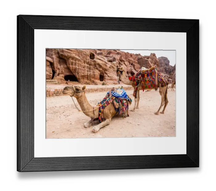 Framed Print : Jordanian Bedouin Camels Framed Print : Jordanian Bedouin Camels