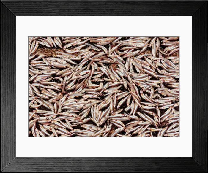 Framed Print : Drying fish
