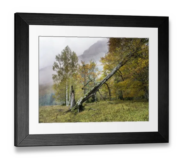 Framed Print : Forest of trees of beeches in autumn, with a great trunk of fallen tree Framed Print : Forest of trees of beeches in autumn, with a great trunk of fallen tree