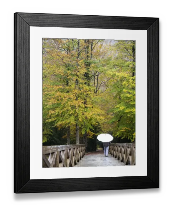Framed Print : Person walking on a bridge of wood that crosses a forest with a white umbrella in autumn Framed Print : Person walking on a bridge of wood that crosses a forest with a white umbrella in autumn