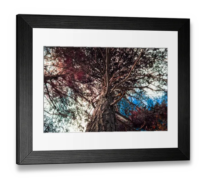 Framed Print : Autumn. Strolling in the woods; the slopes of Mount Etna Framed Print : Autumn. Strolling in the woods; the slopes of Mount Etna