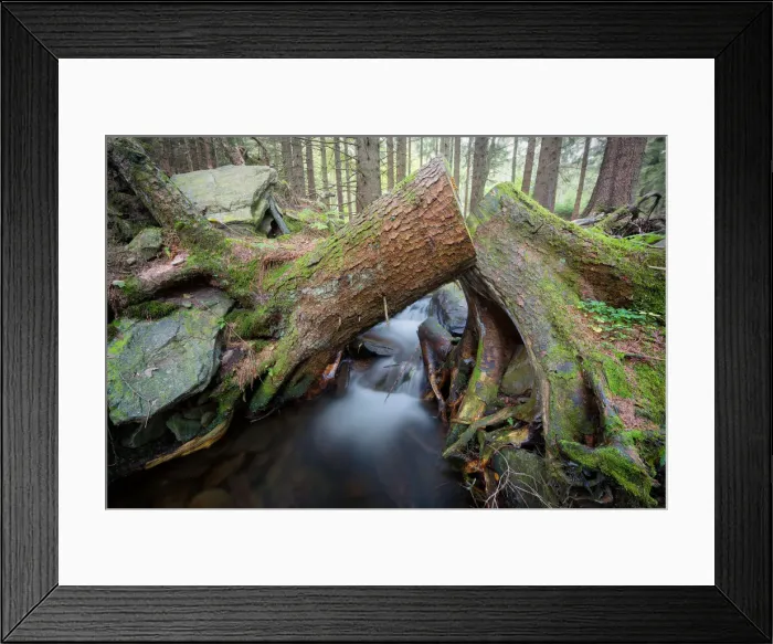 Framed Print : Forest brook with little waterfalls surrounded by moss covered tree roots Framed Print : Forest brook with little waterfalls surrounded by moss covered tree roots