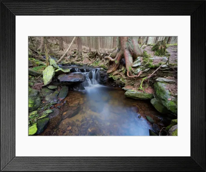 Framed Print : Forest brook with little waterfalls surrounded by moss covered tree roots Framed Print : Forest brook with little waterfalls surrounded by moss covered tree roots