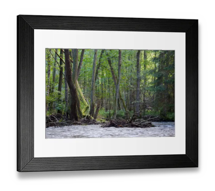 Framed Print : Riparian forest (woodland), river shore, long exposure Framed Print : Riparian forest (woodland), river shore, long exposure