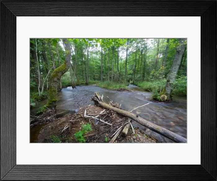 Framed Print : Riparian forest (woodland), river shore, long exposure Framed Print : Riparian forest (woodland), river shore, long exposure