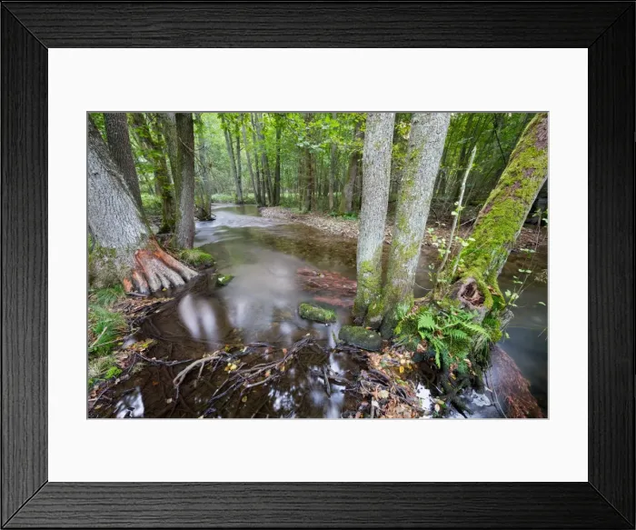 Framed Print : Riparian forest (woodland), river shore, long exposure Framed Print : Riparian forest (woodland), river shore, long exposure