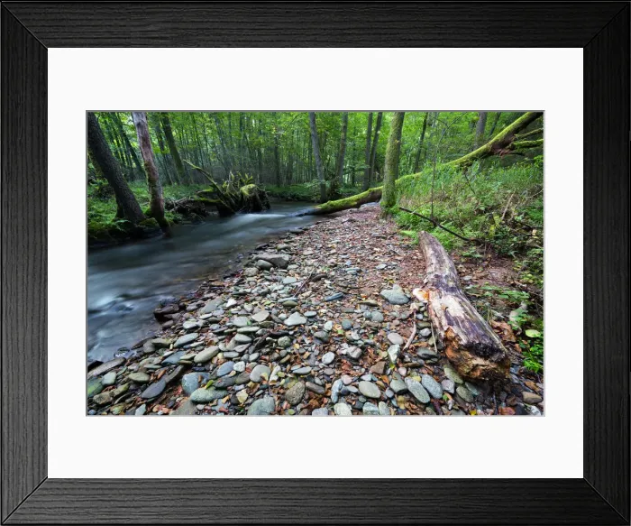 Framed Print : Riparian forest (woodland), river shore, long exposure Framed Print : Riparian forest (woodland), river shore, long exposure