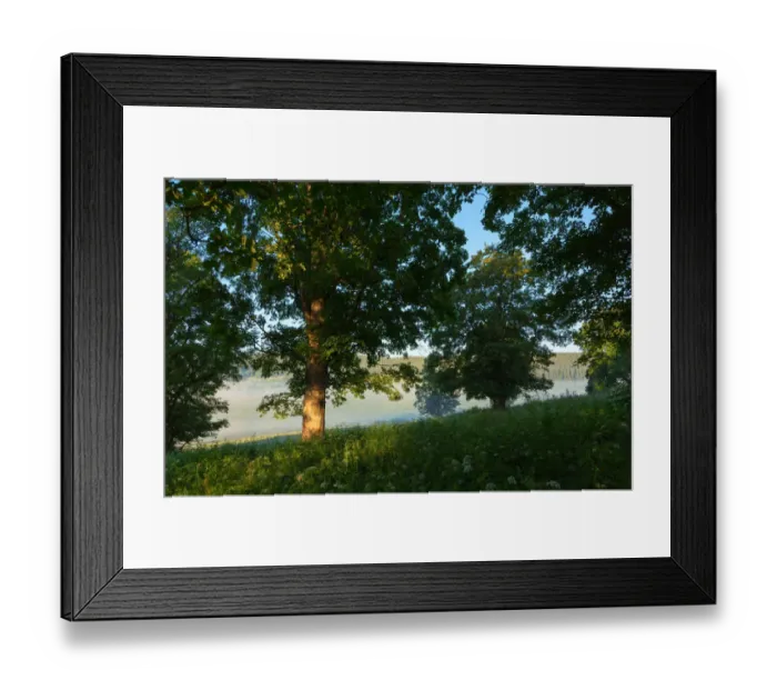 Framed Print : Maple trees on a misty early morning meadow Framed Print : Maple trees on a misty early morning meadow