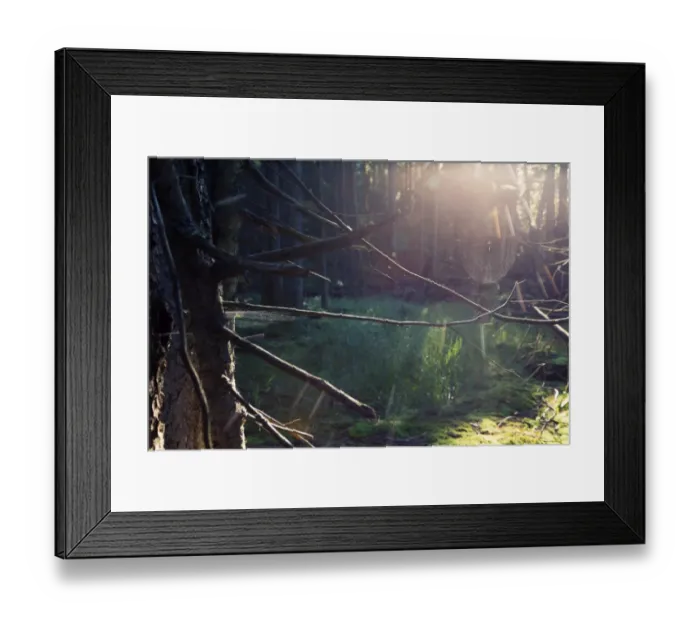 Framed Print : Spiderweb illuminated with sunshine in spruce forest Framed Print : Spiderweb illuminated with sunshine in spruce forest