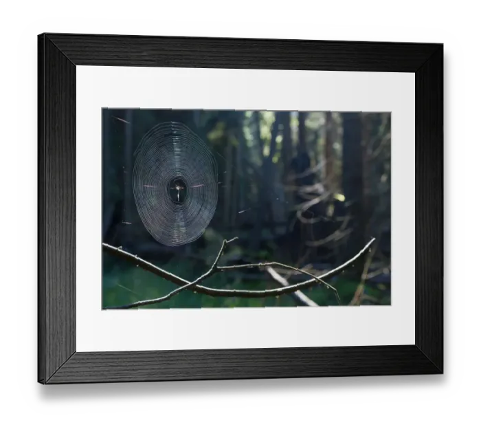 Framed Print : Spiderweb illuminated with sunshine in spruce forest Framed Print : Spiderweb illuminated with sunshine in spruce forest