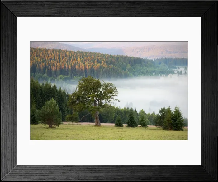 Framed Print : Lone old beech tree, landscape with early morning mist Framed Print : Lone old beech tree, landscape with early morning mist