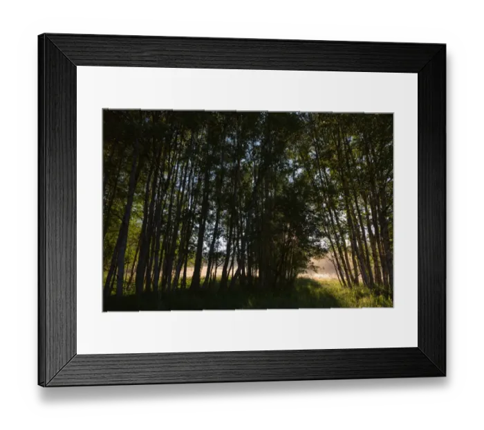 Framed Print : Birch forest, rays of light, fog Framed Print : Birch forest, rays of light, fog