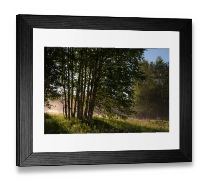 Framed Print : Birch forest, rays of light, fog Framed Print : Birch forest, rays of light, fog