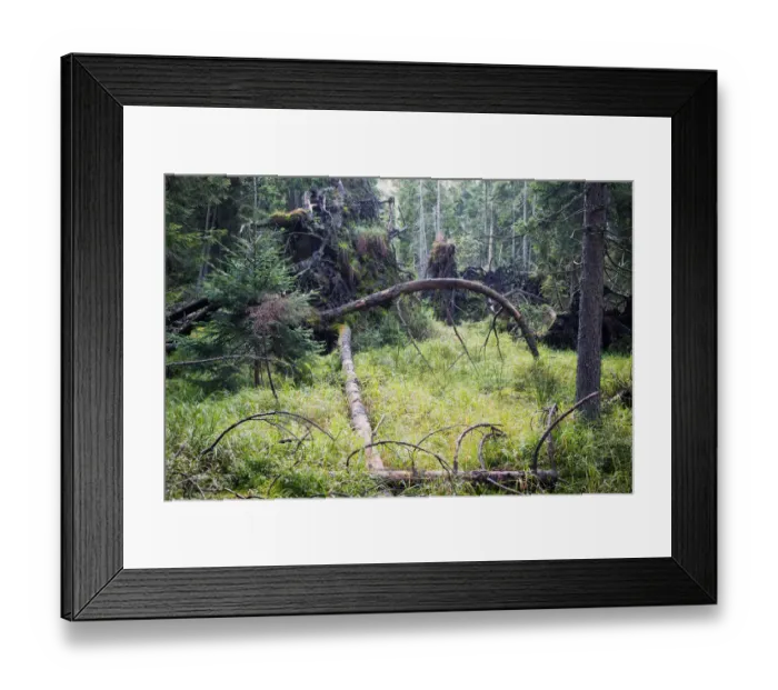 Framed Print : Virgin spruce forest with fallen, dead and decaying trees Framed Print : Virgin spruce forest with fallen, dead and decaying trees