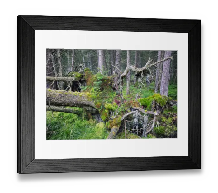 Framed Print : Virgin spruce forest with fallen, dead and decaying trees Framed Print : Virgin spruce forest with fallen, dead and decaying trees