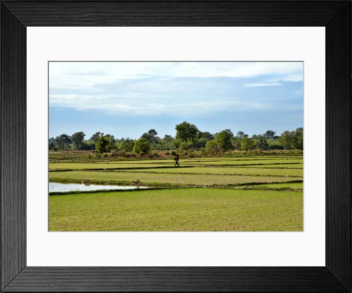Framed Print : Irrigated Paddy field Champasak Laos Framed Print : Irrigated Paddy field Champasak Laos