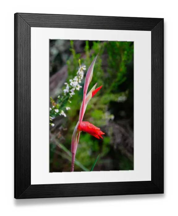 Framed Print : Wild Flowers