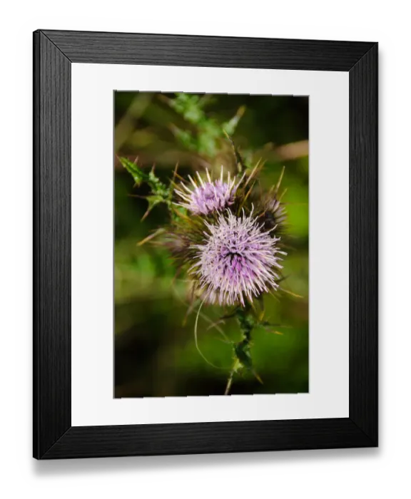 Framed Print : Wild Flowers