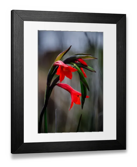 Framed Print : Wild Flowers Framed Print : Wild Flowers