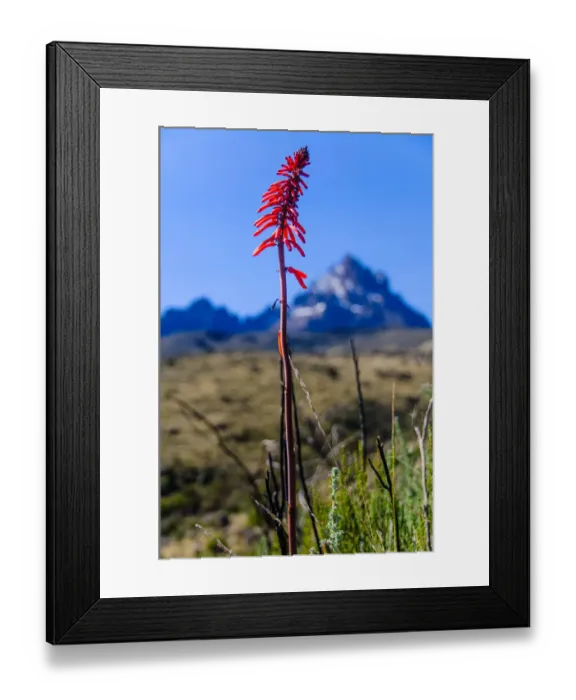Framed Print : Wild Flowers Framed Print : Wild Flowers