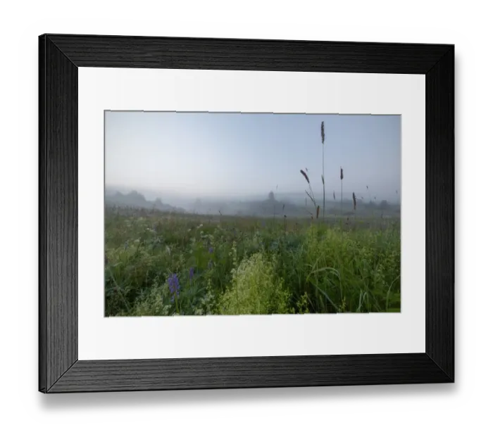 Framed Print : Blooming meadow on a misty summer morning