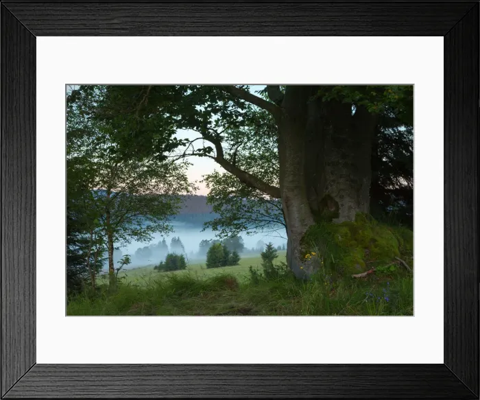 Framed Print : Misty morning landscape framed with a giant beech tree Framed Print : Misty morning landscape framed with a giant beech tree