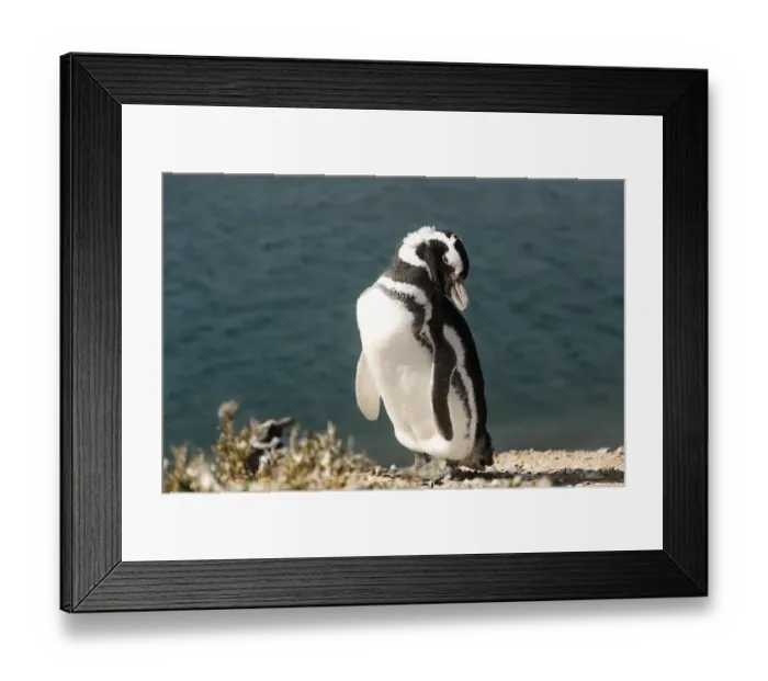 Framed Print : Penguin in Peninsula Valdes, Patagonia Argentina Framed Print : Penguin in Peninsula Valdes, Patagonia Argentina