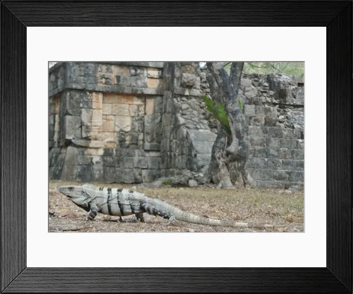 Framed Print : Iguana at Chichen Itza Framed Print : Iguana at Chichen Itza