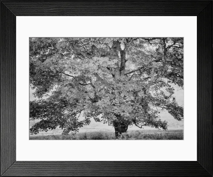 Framed Print : Old sycamore maple (Acer pseudoplatanus) Framed Print : Old sycamore maple (Acer pseudoplatanus)