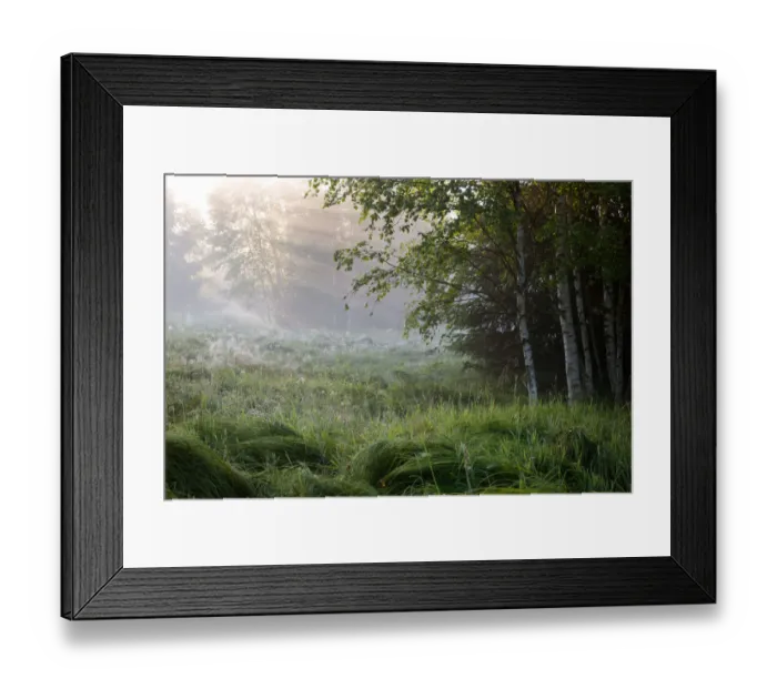 Framed Print : Birch grove with rays of light Framed Print : Birch grove with rays of light