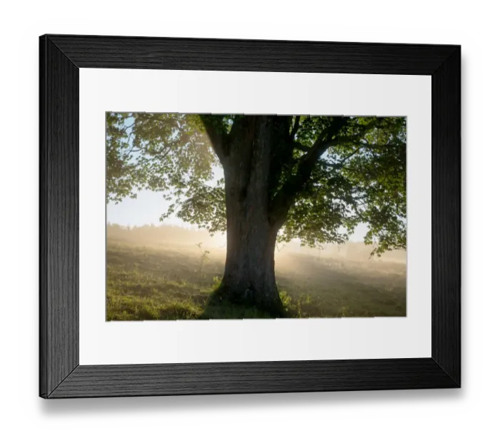 Framed Print : Lone maple tree with rays of light coming through its treetop Framed Print : Lone maple tree with rays of light coming through its treetop