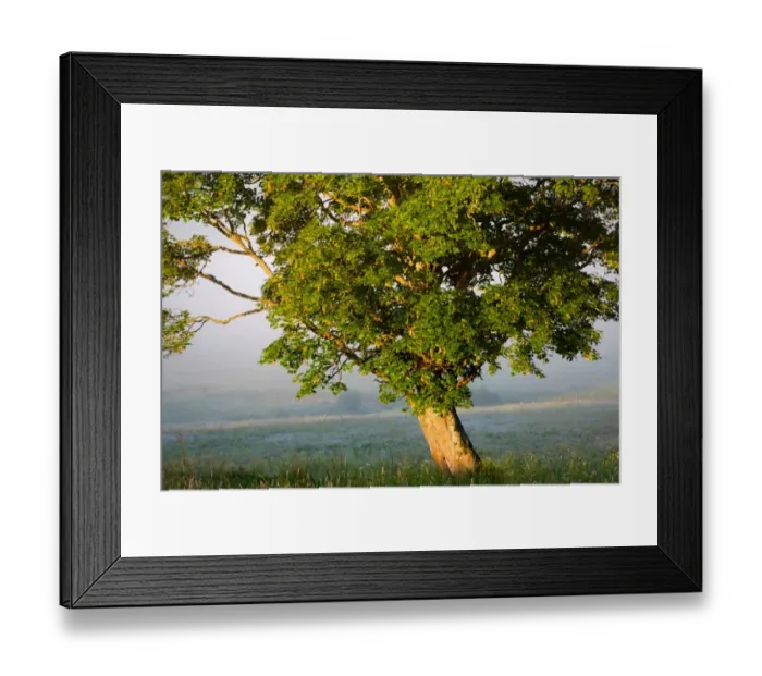 Framed Print : Lone maple tree on a misty meadow illuminated with sunlight Framed Print : Lone maple tree on a misty meadow illuminated with sunlight