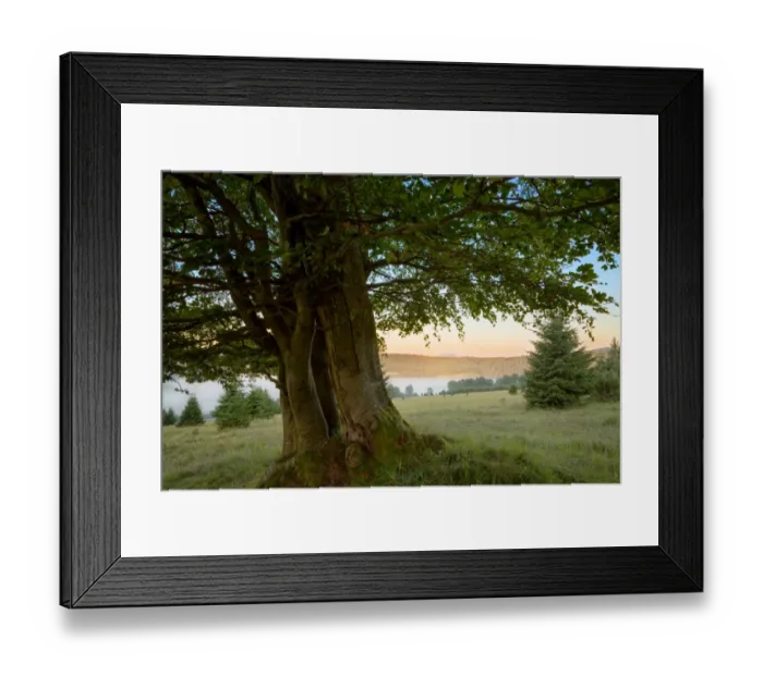 Framed Print : Misty morning landscape framed by an old beech tree Framed Print : Misty morning landscape framed by an old beech tree