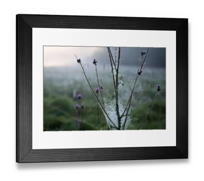 Framed Print : Thistle flower in a morning fog with a waterdrops covered cobweb Framed Print : Thistle flower in a morning fog with a waterdrops covered cobweb