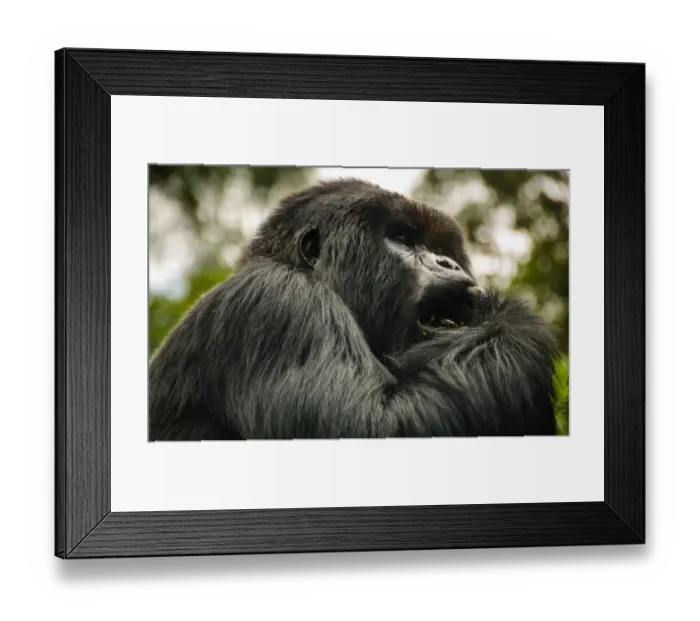 Framed Print : George, Silverback Mountain Gorilla Framed Print : George, Silverback Mountain Gorilla