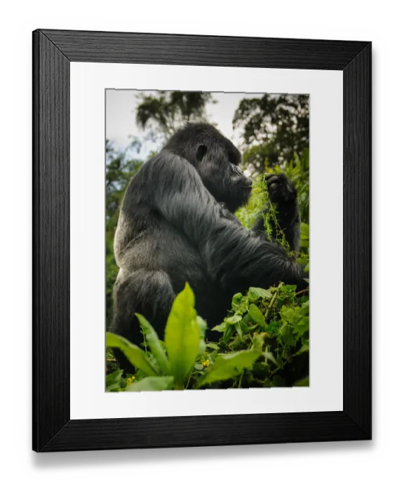 Framed Print : George, Silverback Mountain Gorilla Framed Print : George, Silverback Mountain Gorilla