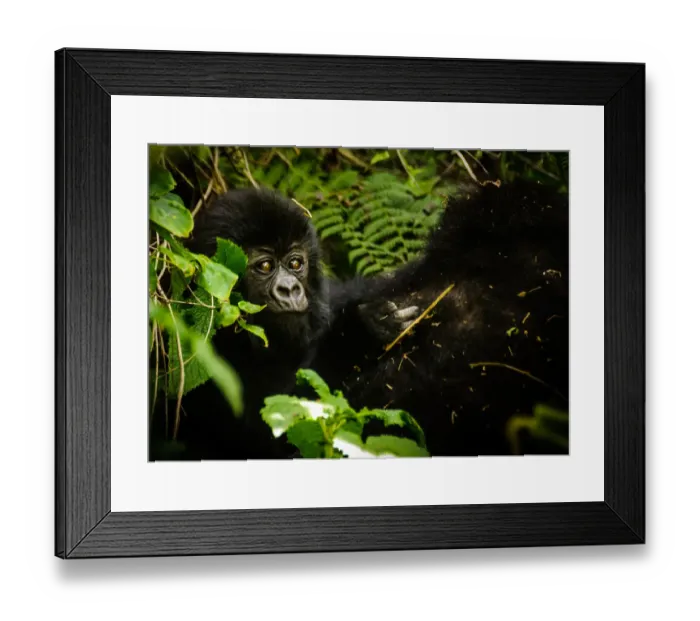 Framed Print : Baby Mountain Gorilla Framed Print : Baby Mountain Gorilla