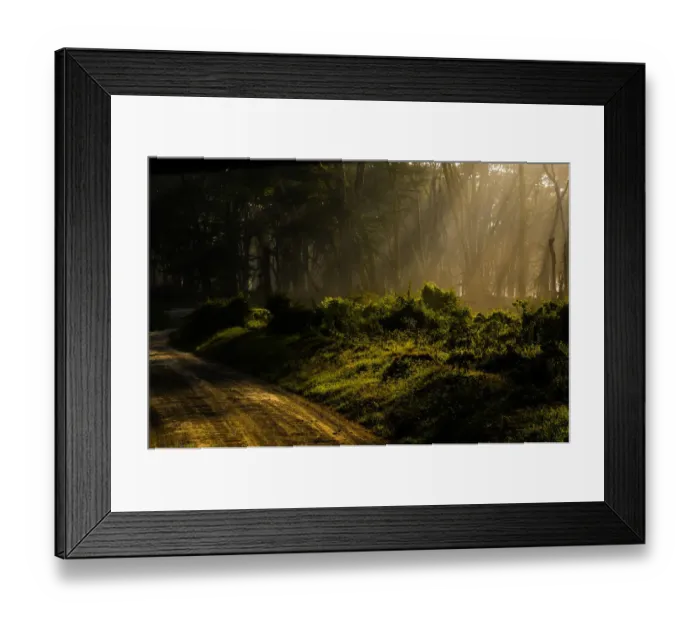 Framed Print : Fever Forest Framed Print : Fever Forest