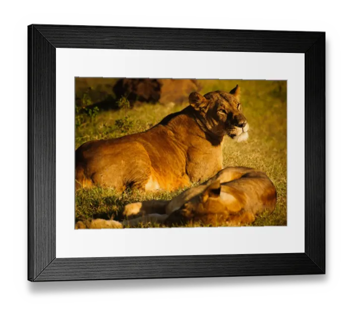 Framed Print : Resting Pride of Lions Framed Print : Resting Pride of Lions