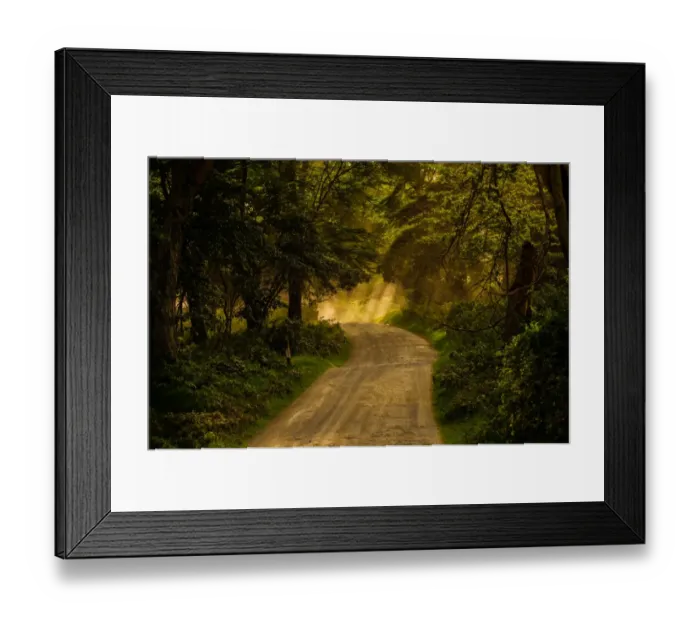 Framed Print : Fever Forests Framed Print : Fever Forests