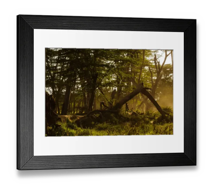 Framed Print : Fever Forests Framed Print : Fever Forests