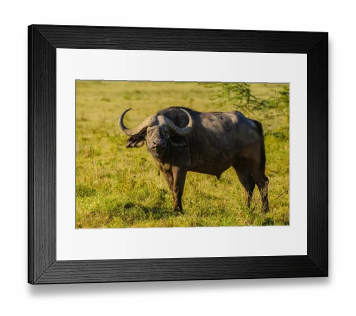 Framed Print : Cape Buffalo Framed Print : Cape Buffalo