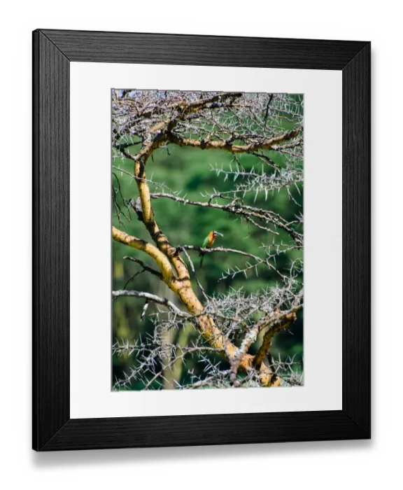 Framed Print : Red-Throated Bee-Eater Framed Print : Red-Throated Bee-Eater