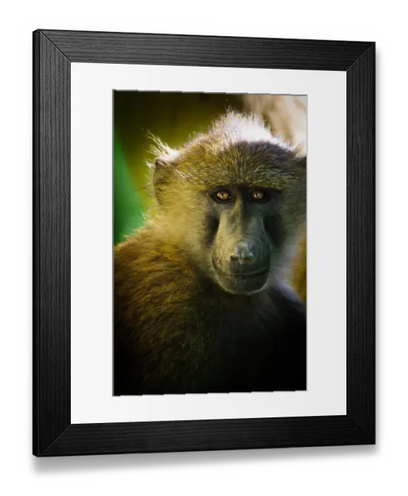 Framed Print : Baboon Portrait